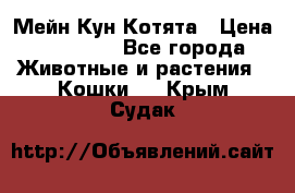 Мейн Кун Котята › Цена ­ 15 000 - Все города Животные и растения » Кошки   . Крым,Судак